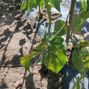 无筋豆、架豆王、高原夏菜、甘肃、现摘、现发