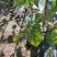 无筋豆、架豆王、高原夏菜、甘肃、现摘、现发