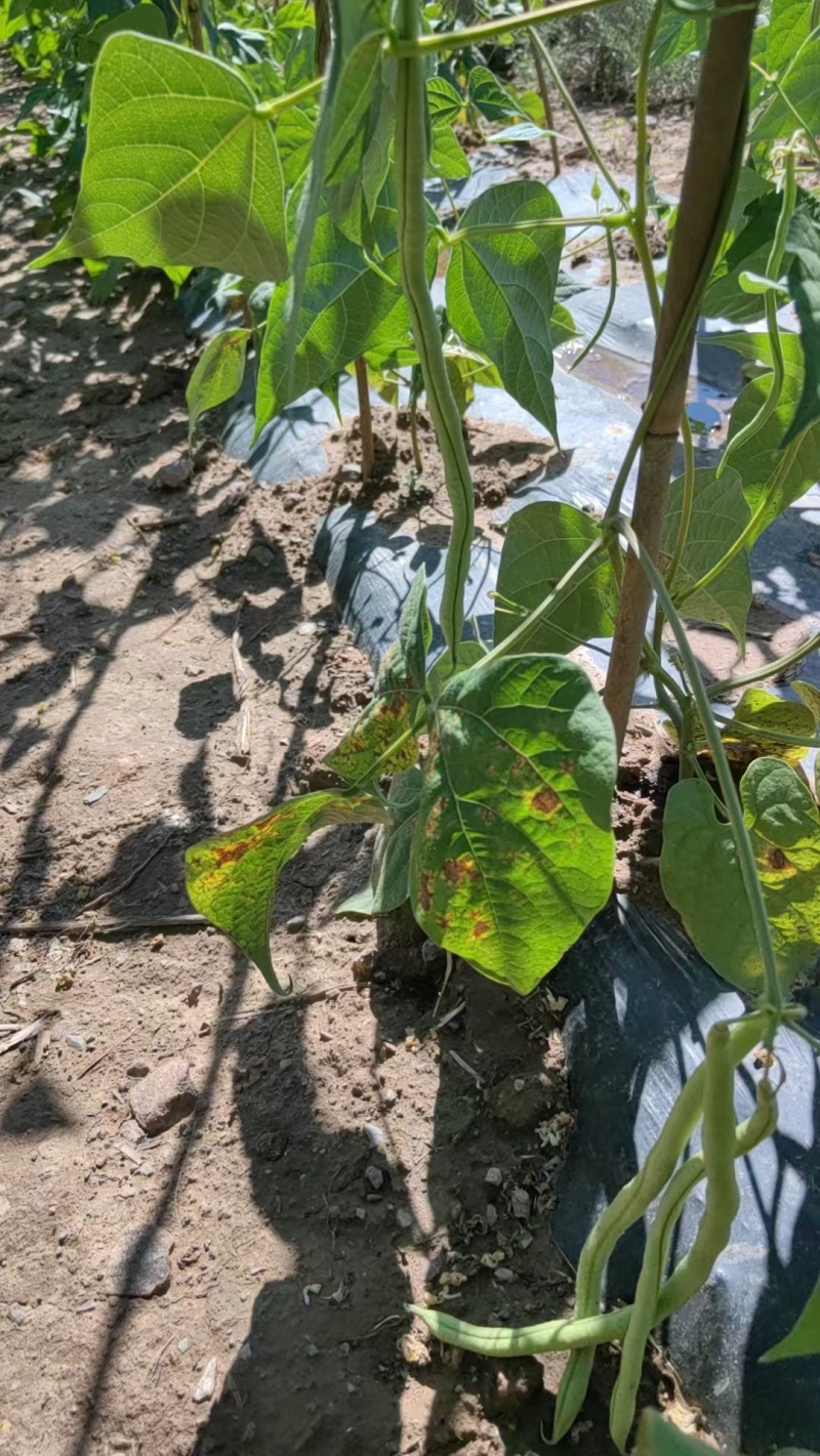 无筋豆、架豆王、高原夏菜、甘肃、现摘、现发