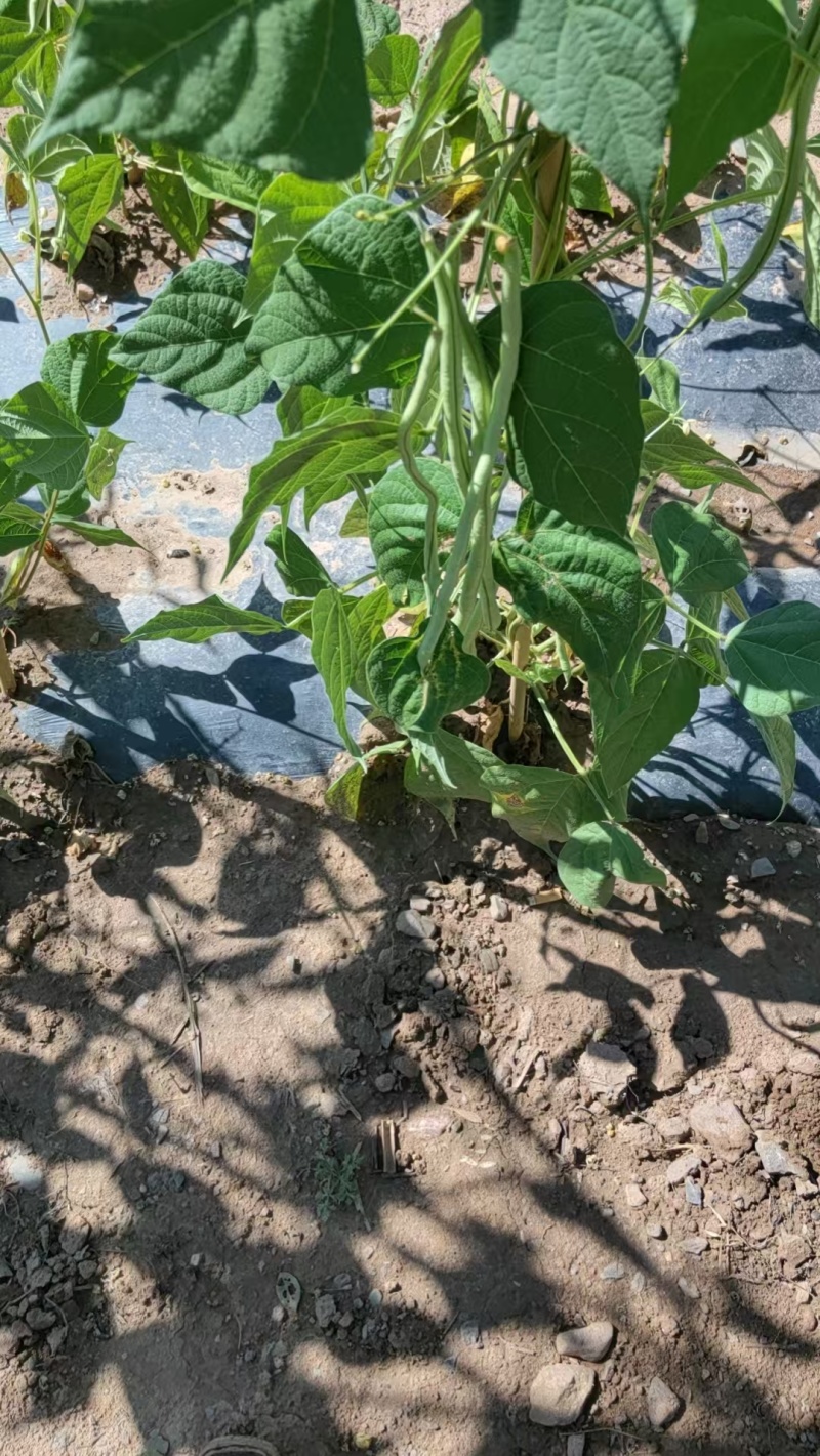 无筋豆、架豆王、高原夏菜、甘肃、现摘、现发