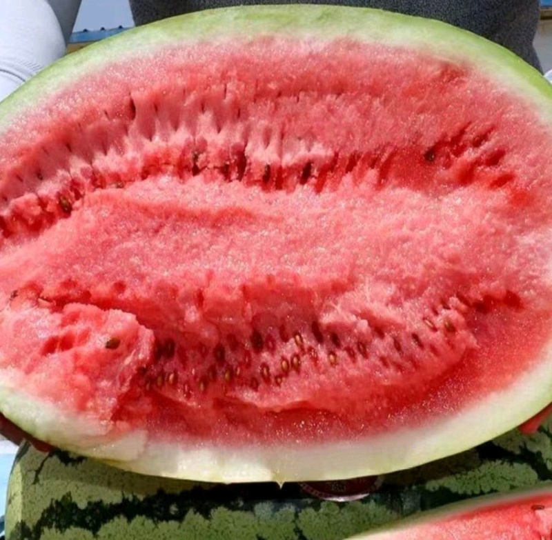 宁夏西瓜硒砂瓜石头瓜产地直销量大质优价格优惠采购