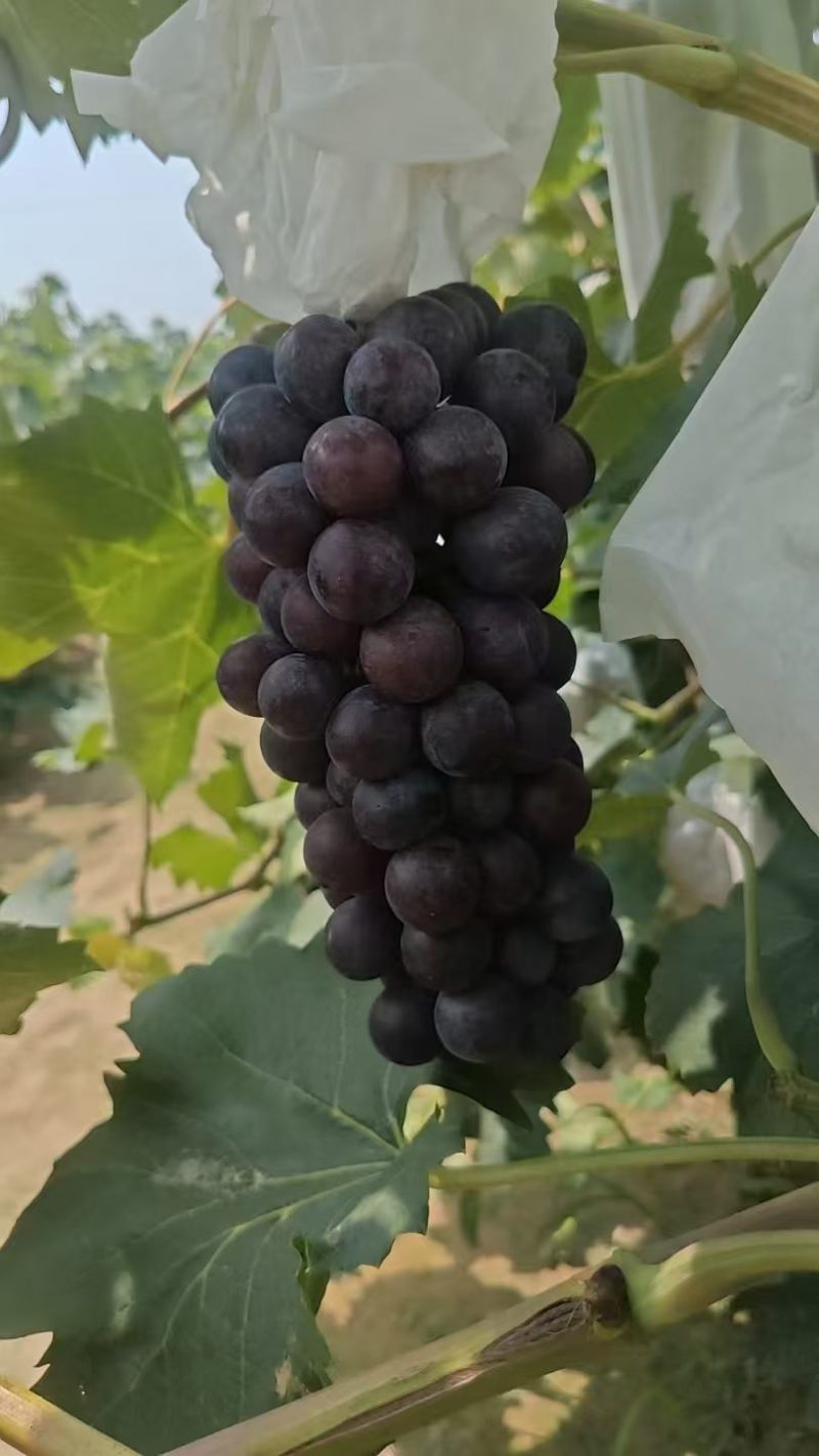 夏黑