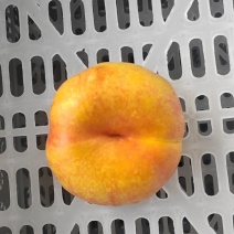 油蟠桃