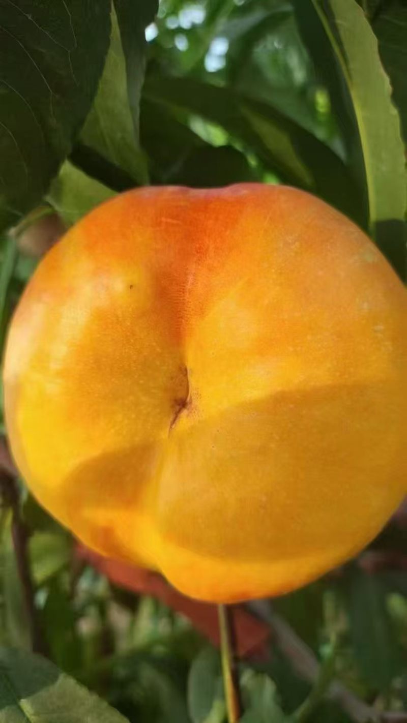 油蟠桃