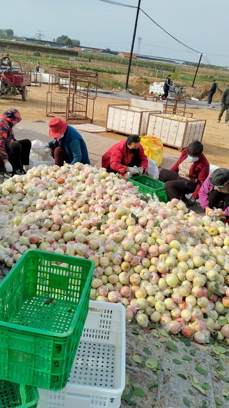 美八苹果种植产区大量上市货源稳定价格低对接电商