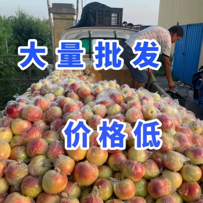 美八苹果种植产区大量上市货源稳定价格低对接电商