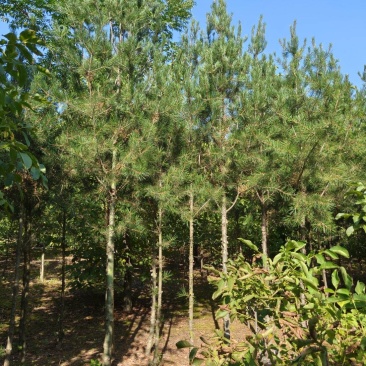 白皮松