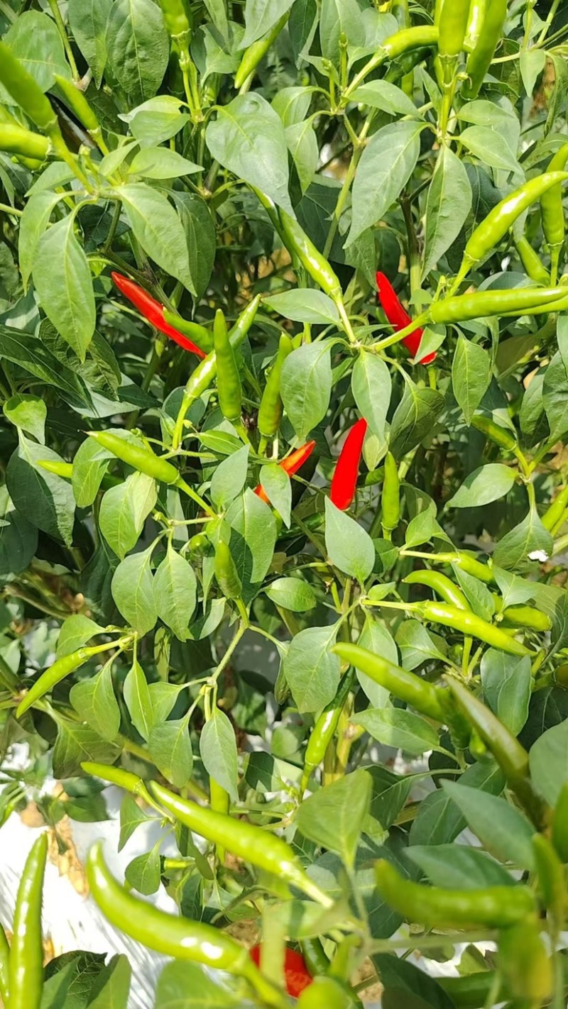 朝天椒小米椒