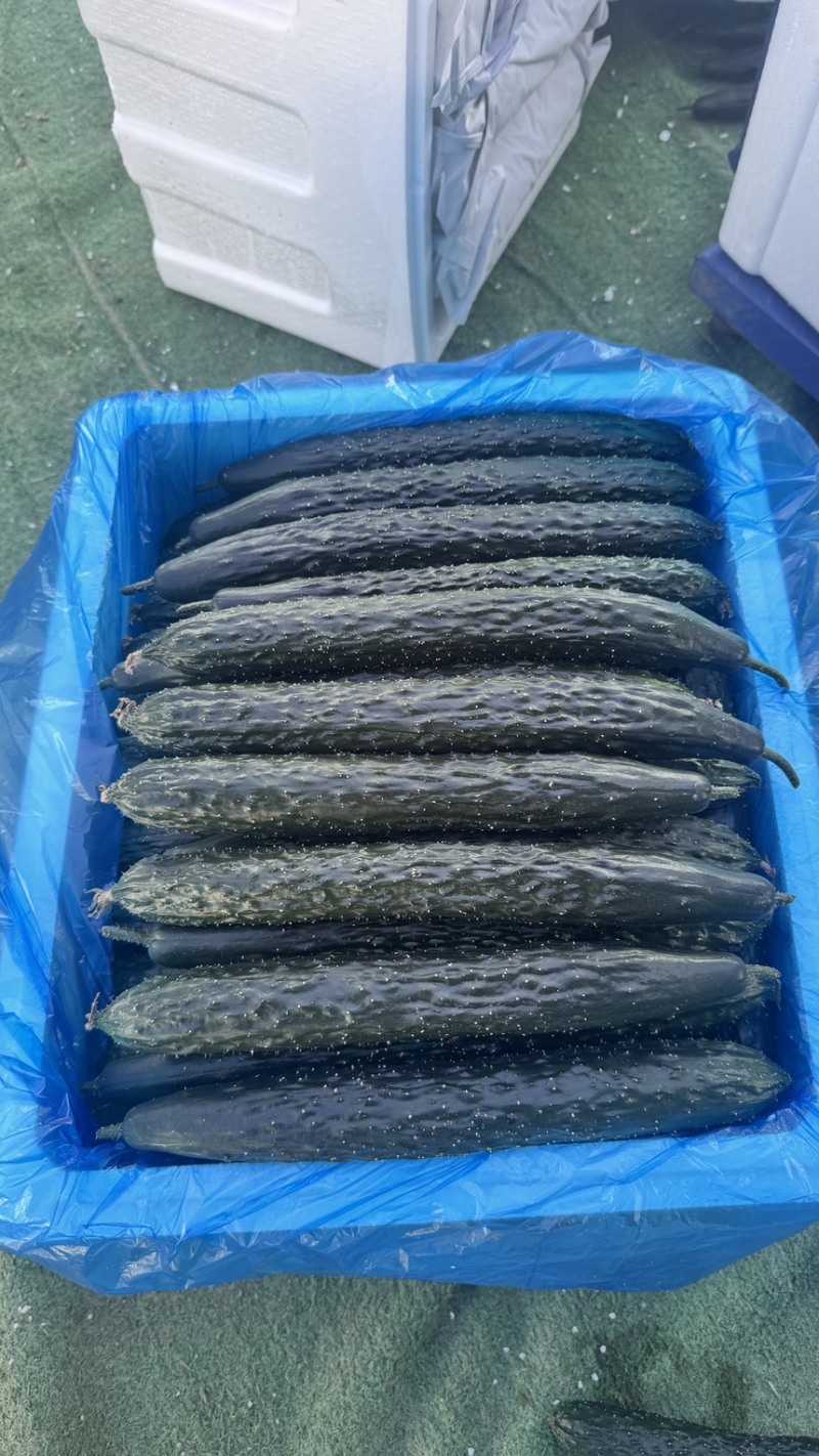 青瓜、黄瓜、粉刺瓜，大量供应，质量保证，欢迎来电咨询！