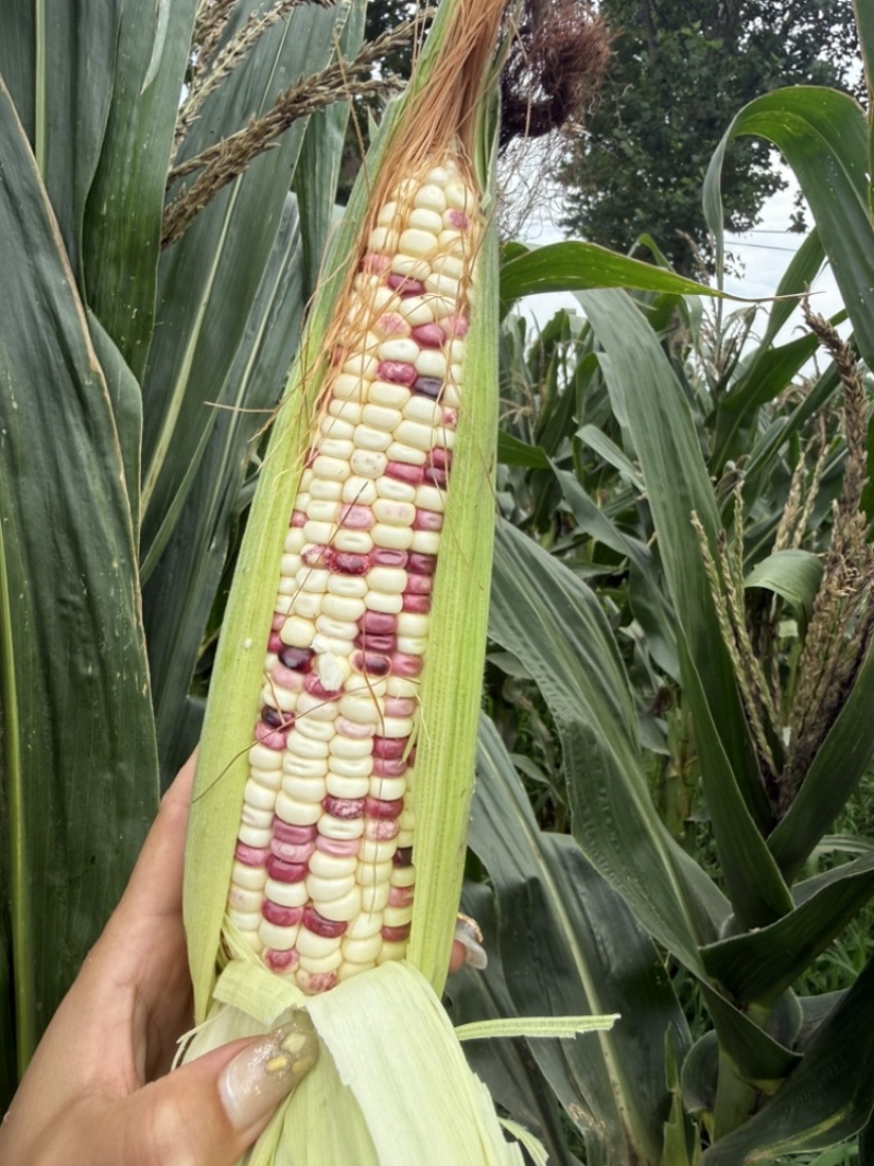 花糯玉米