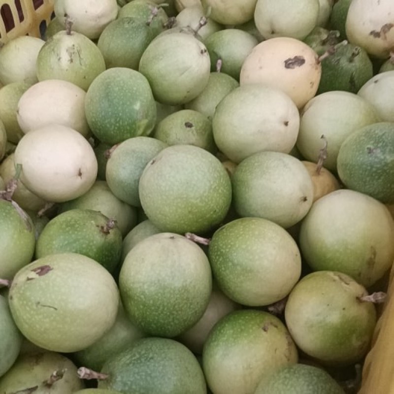 百香果钦蜜九号