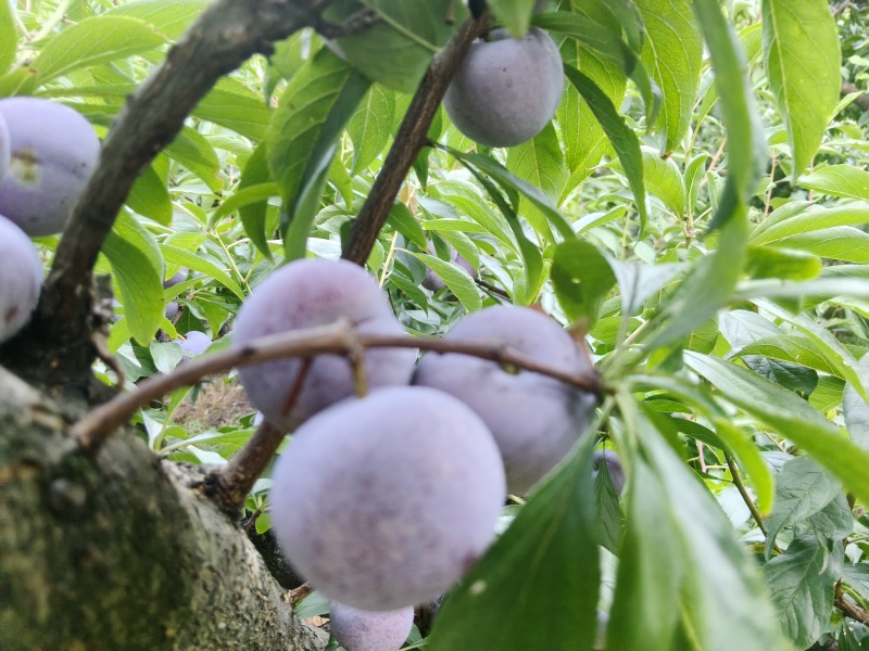 自家高山脆红李，口感脆甜，糖度13+.零售批发都可以