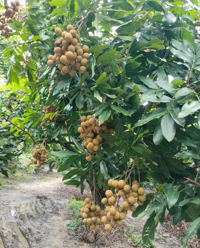 茂名产地储良龙眼大量出货可代收代发服务专业分拣包装