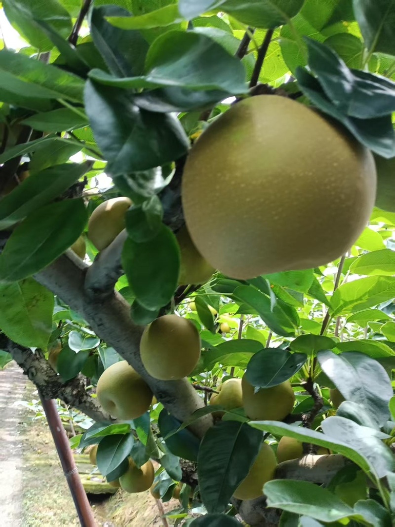 翠冠梨大量上市，欢迎采购