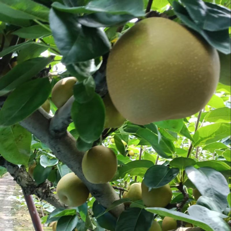 翠冠梨大量上市，欢迎采购