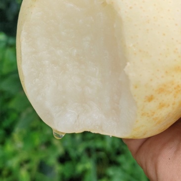 黄金梨