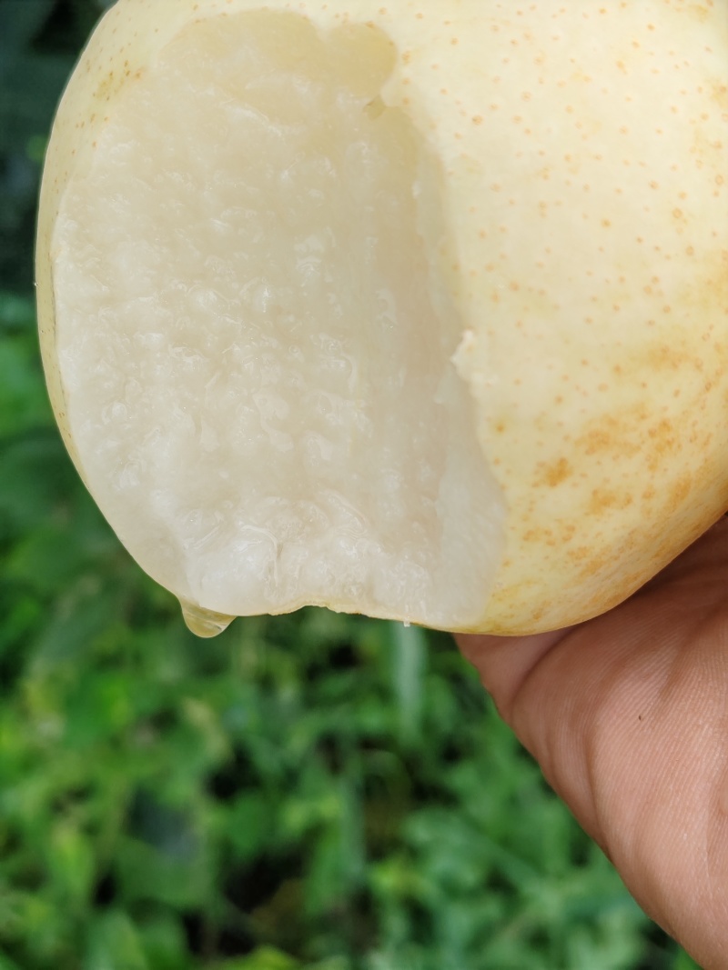 黄金梨