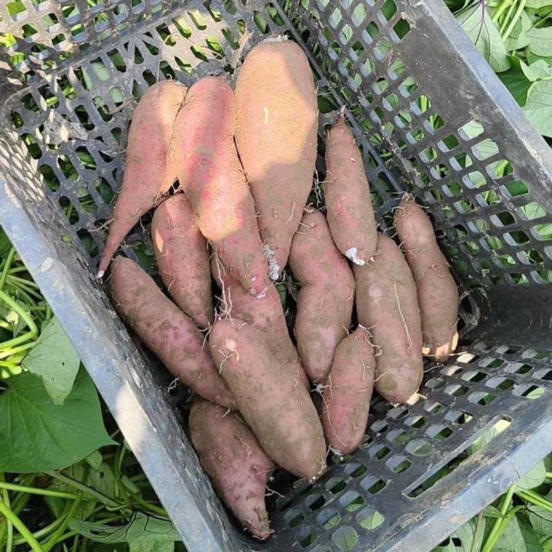 济薯26现挖现卖