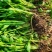 芹菜苗