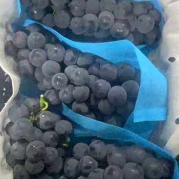 葡萄毛5净4酸甜口