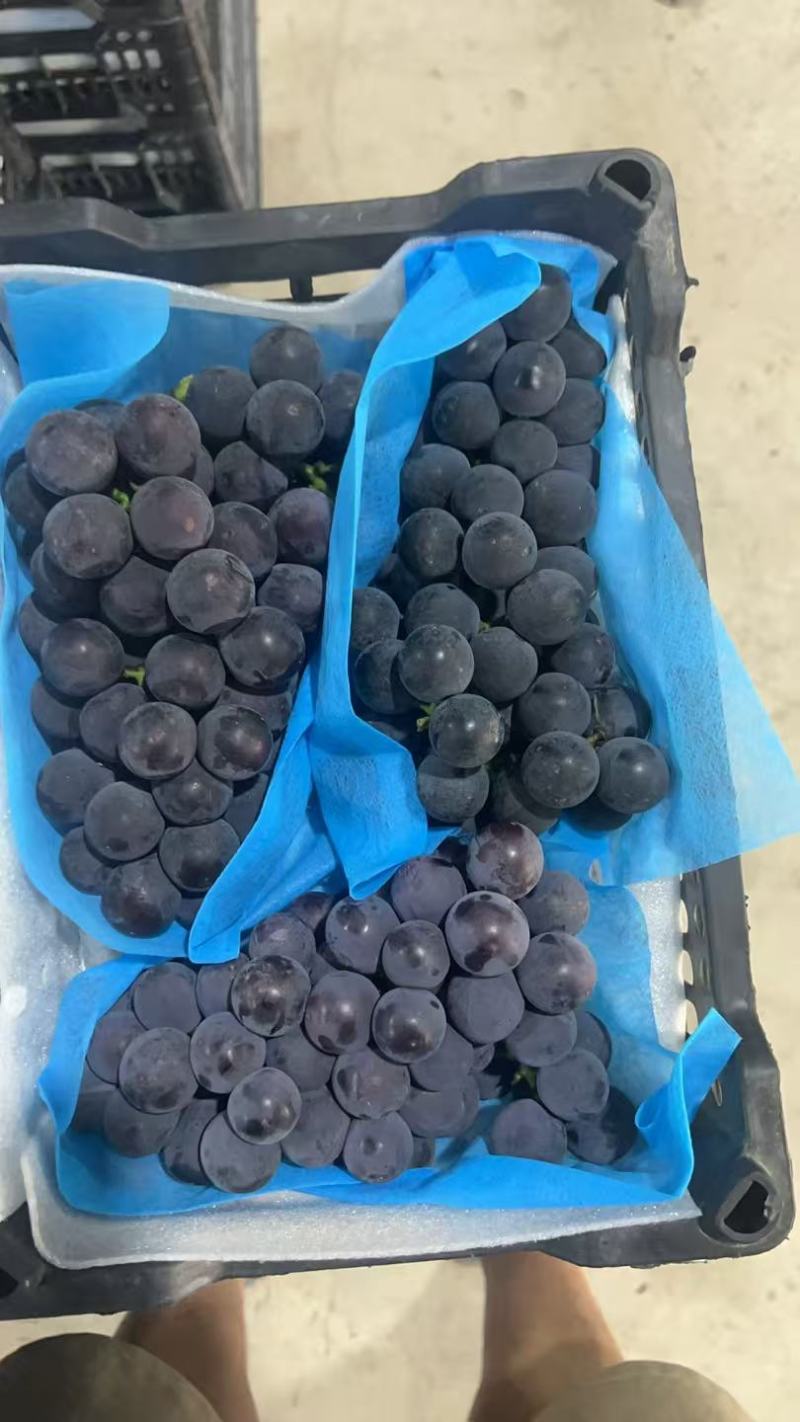 葡萄毛5净4酸甜口