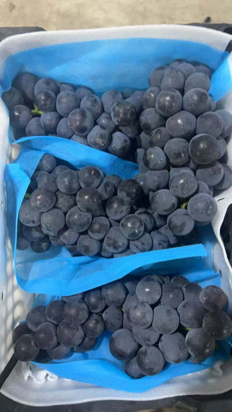 葡萄毛5净4酸甜口