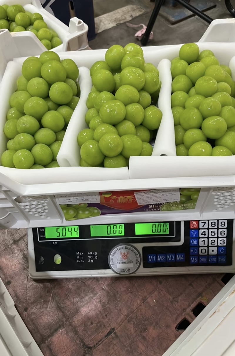 阳光玫瑰葡萄现摘现发坏果包赔