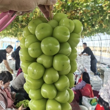 阳光玫瑰葡萄现摘现发坏果包赔