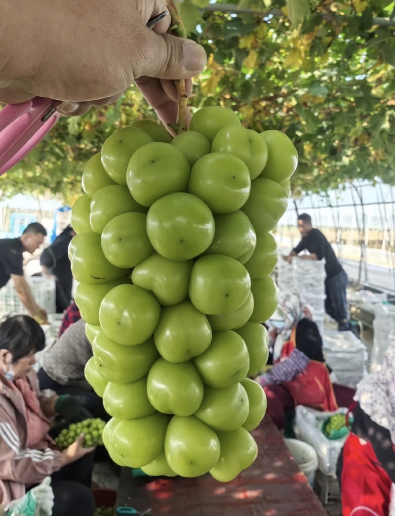 阳光玫瑰葡萄现摘现发坏果包赔