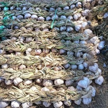 精品大蒜上市产地直发价格便宜支持视频看货欢迎来电