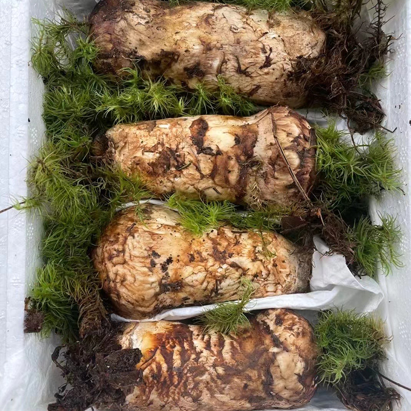 云南香格里拉新鲜松茸