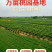 精品鲜桃大量上市，久保、十四号
