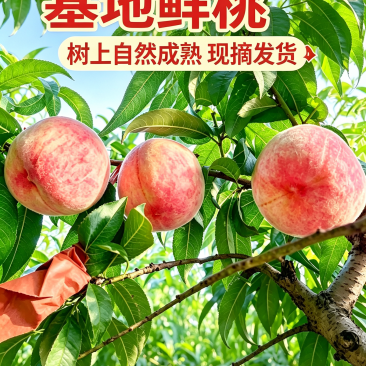 精品鲜桃大量上市，久保、十四号