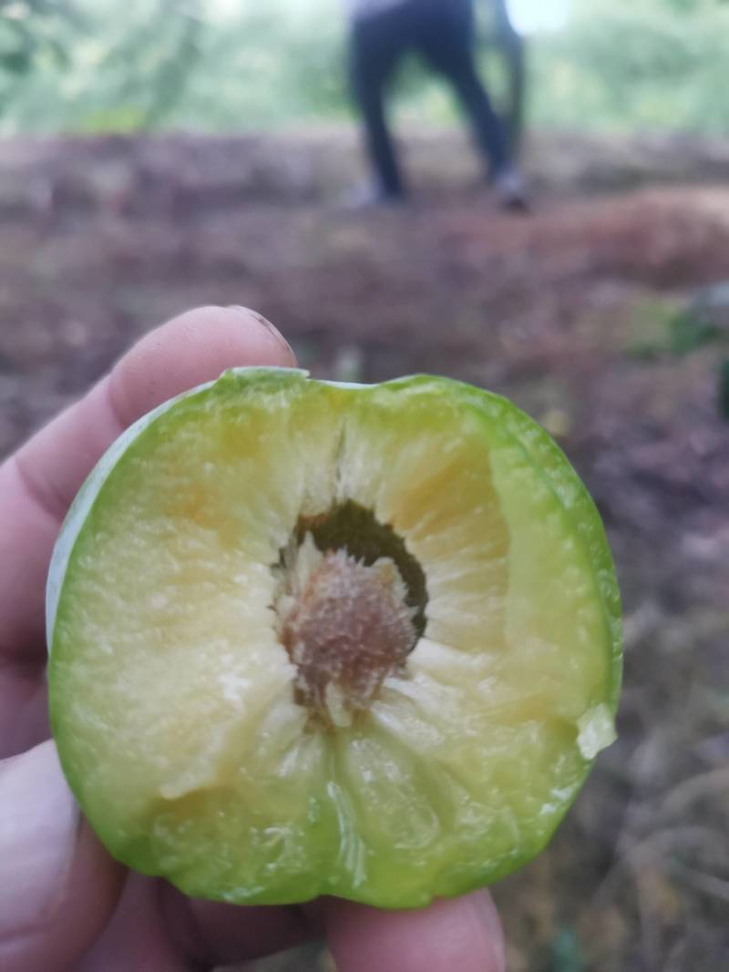 青脆