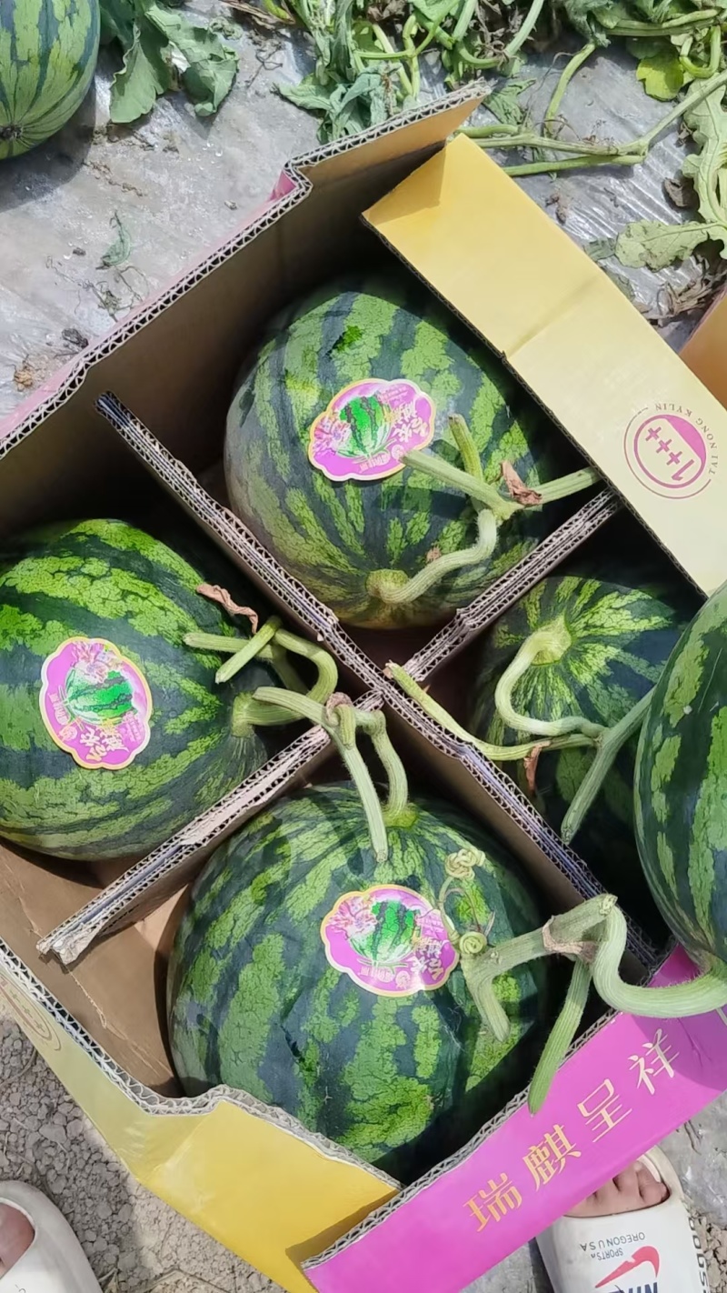 精品无籽麒麟瓜