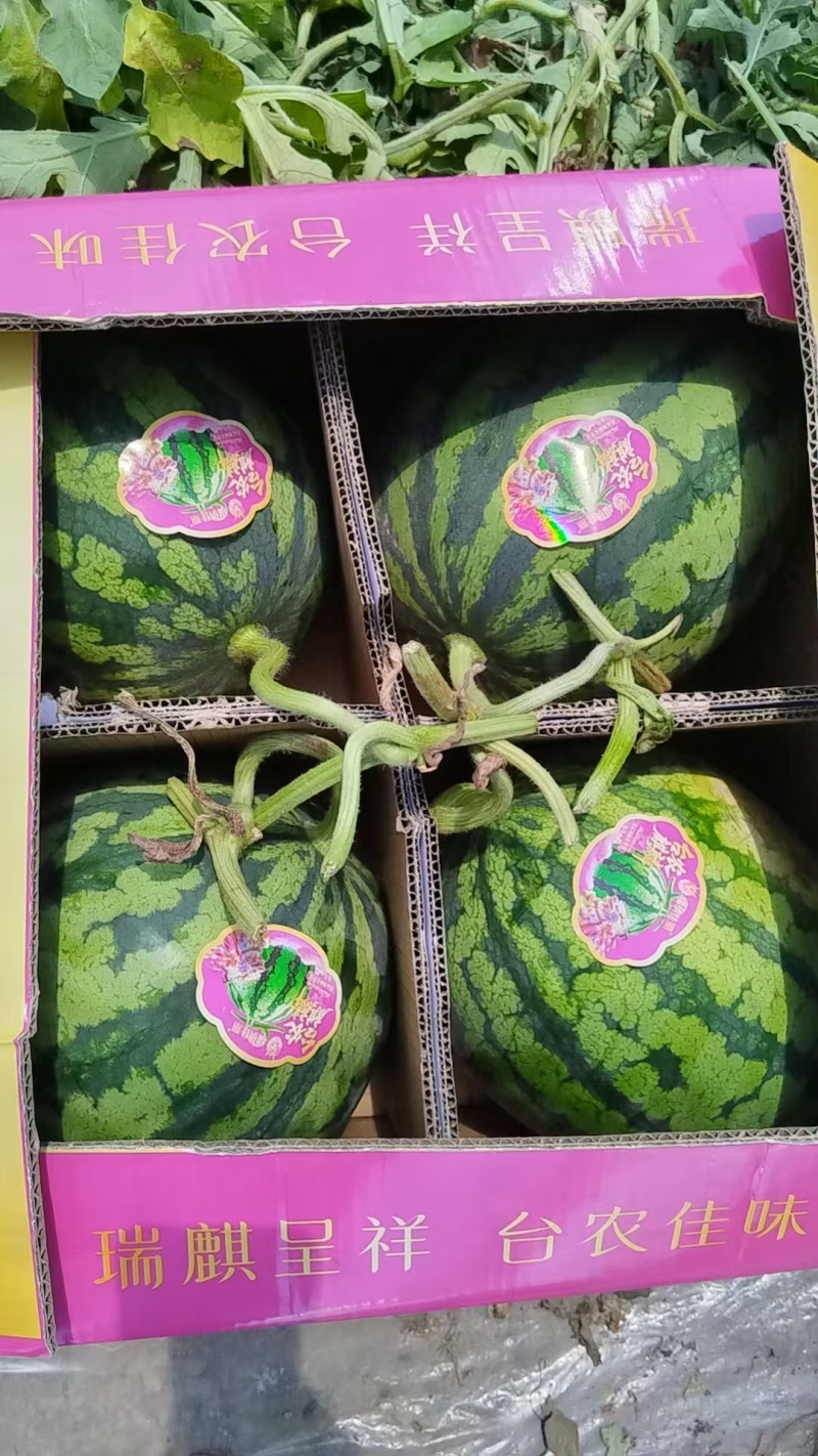 精品无籽麒麟瓜