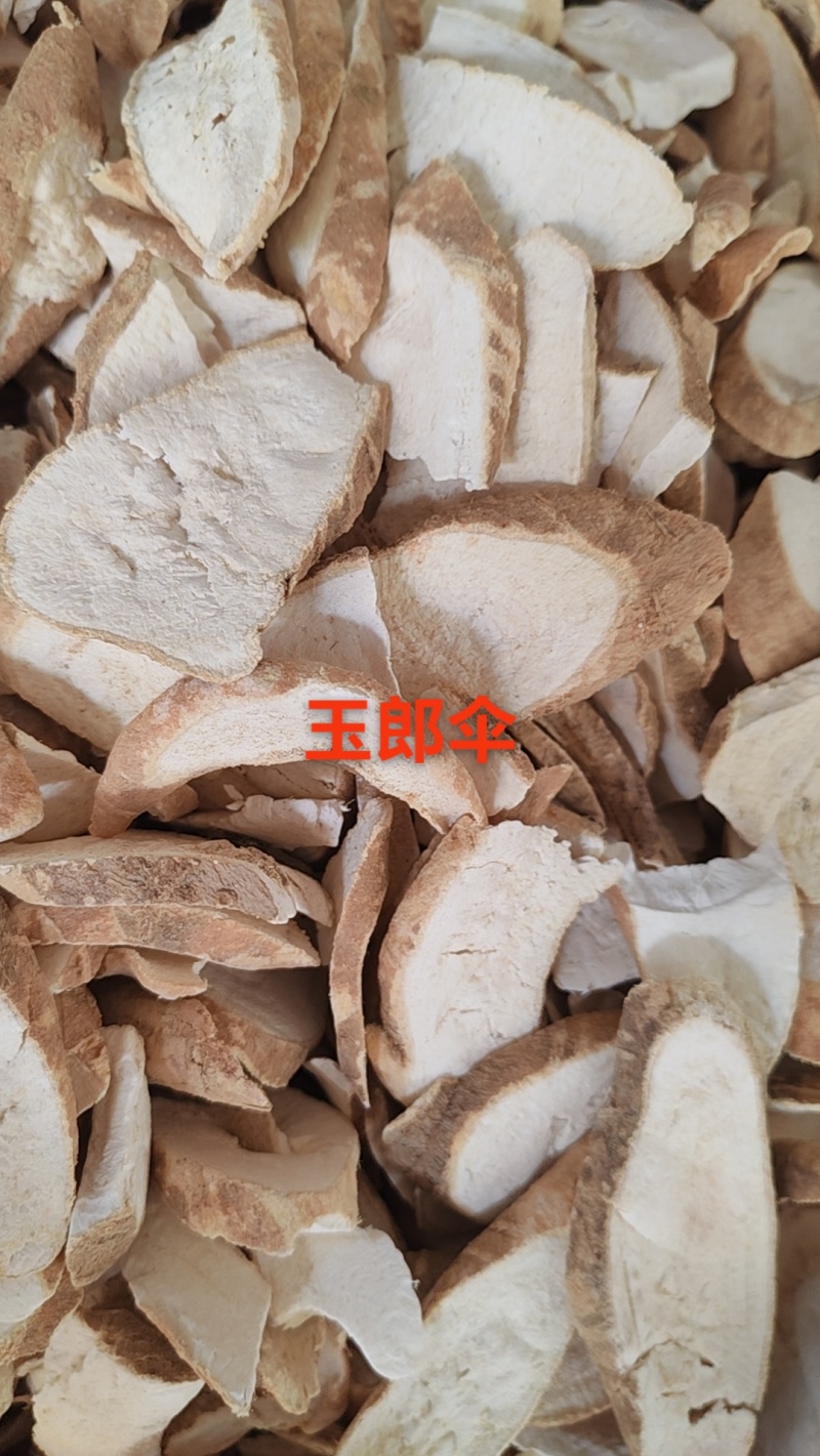 中药材大罗伞，玉郎伞，大凉伞