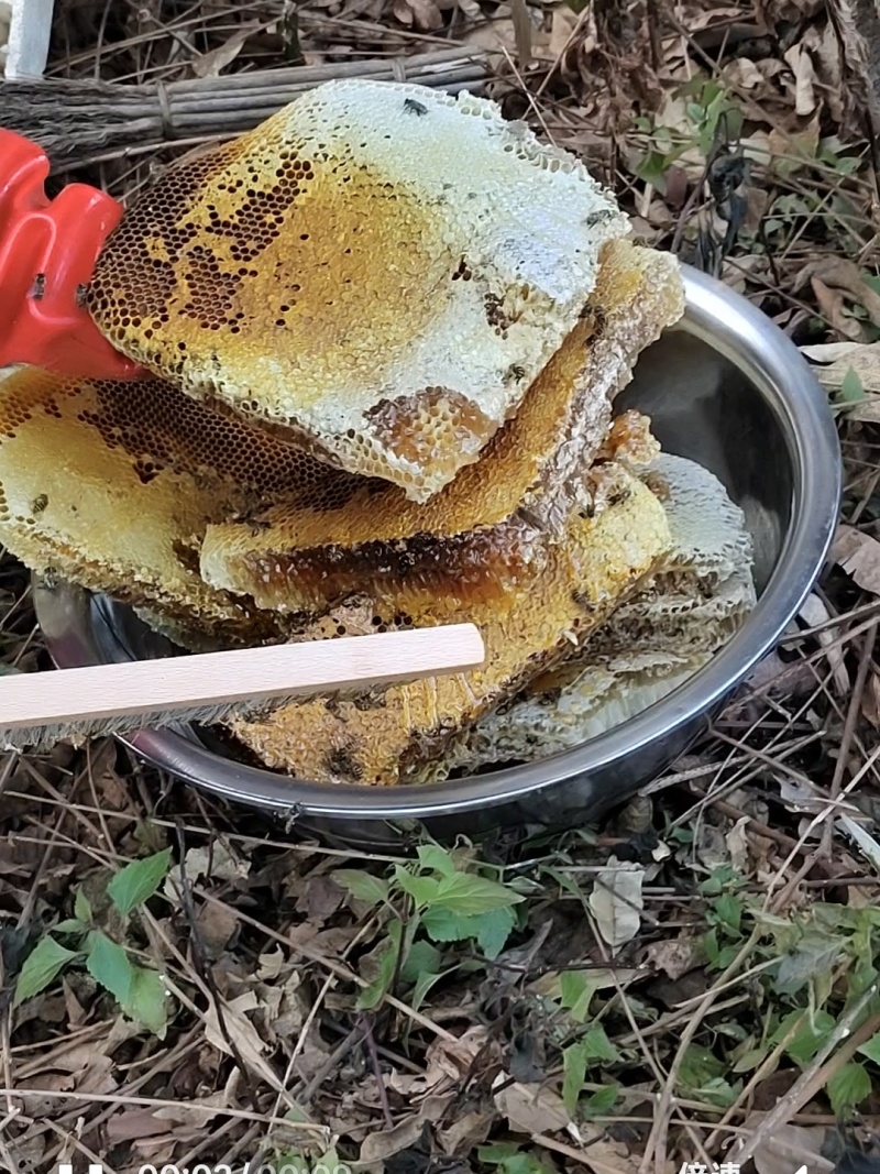 云南大山里的百花土蜂蜜