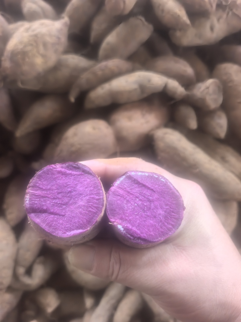 云南蒸熟烘干紫薯丁，极黑二号规格10×10，规格后期可选