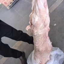内蒙直条羊，全国发货