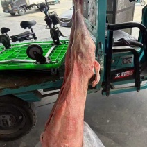 河北直条羊，全国发货，量大优惠