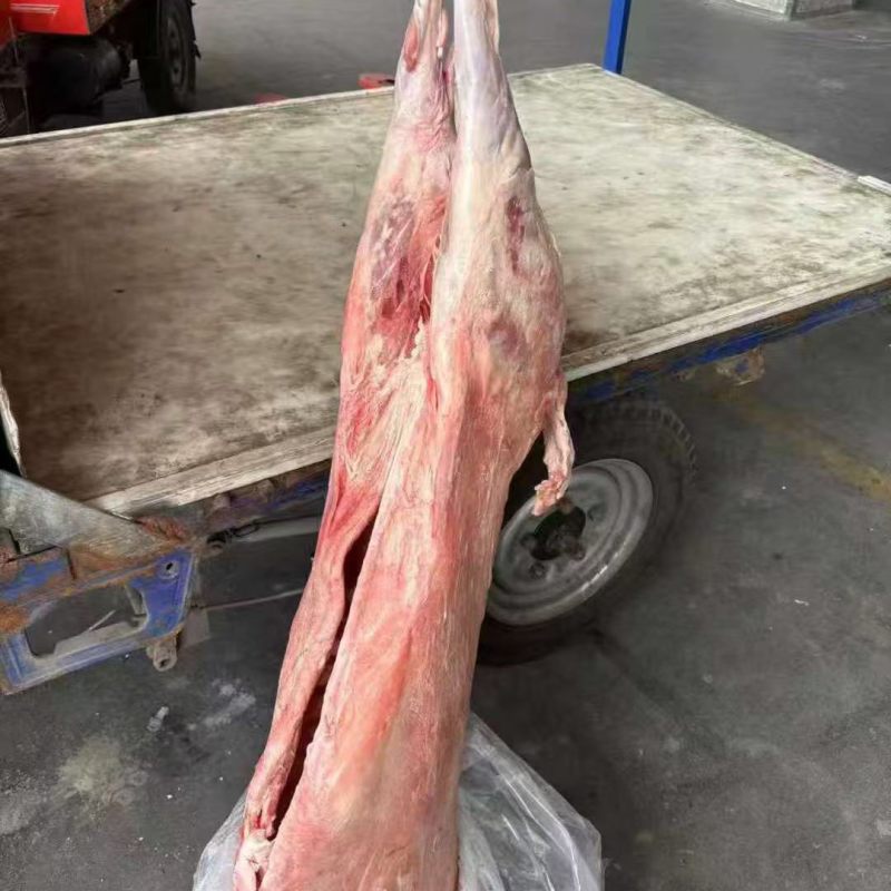 河北直条羊，全国发货，量大优惠