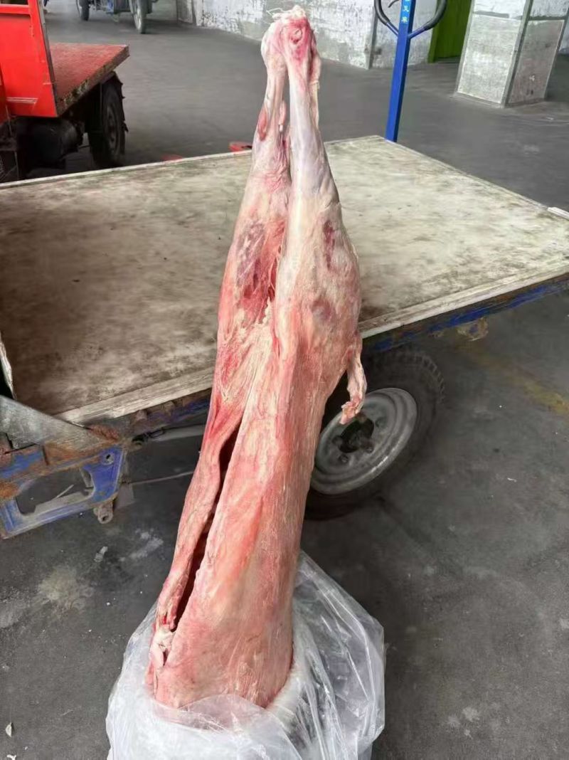 河北直条羊，全国发货，量大优惠