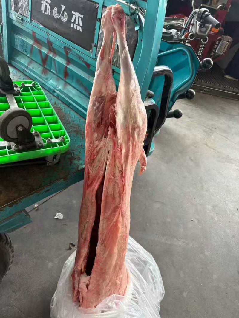 河北直条羊，全国发货，量大优惠