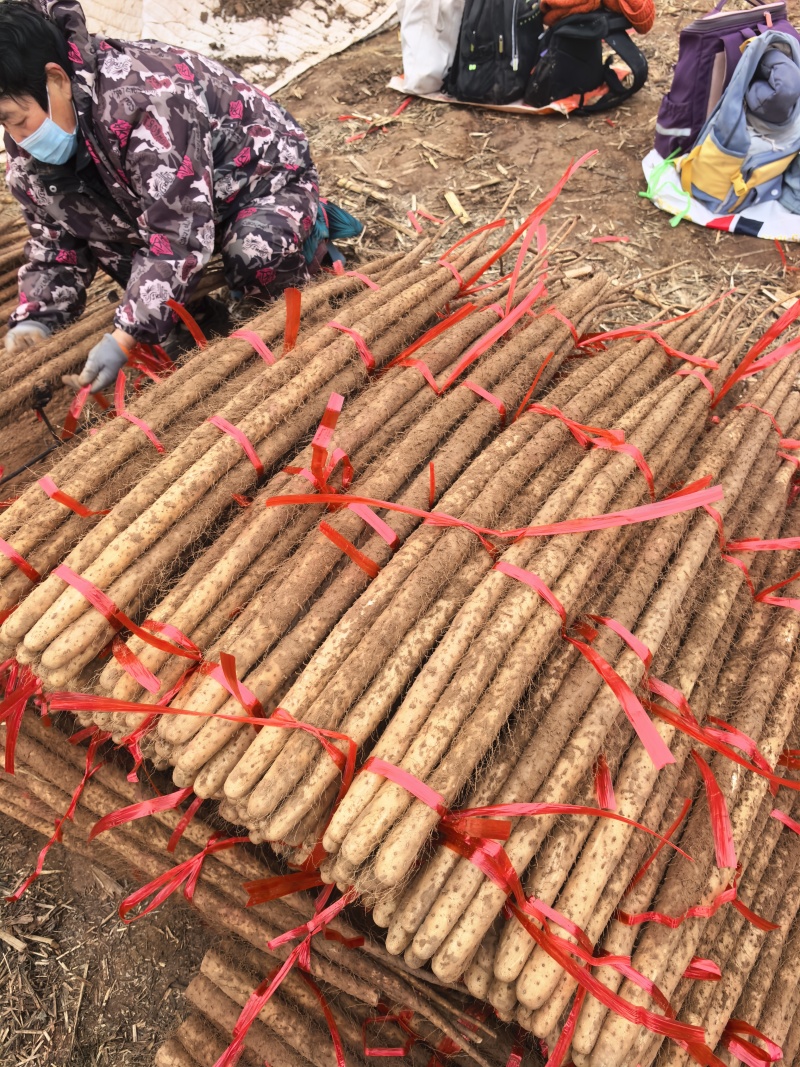 铁棍山药全国发货全年供货精品货通货电商货产地直发