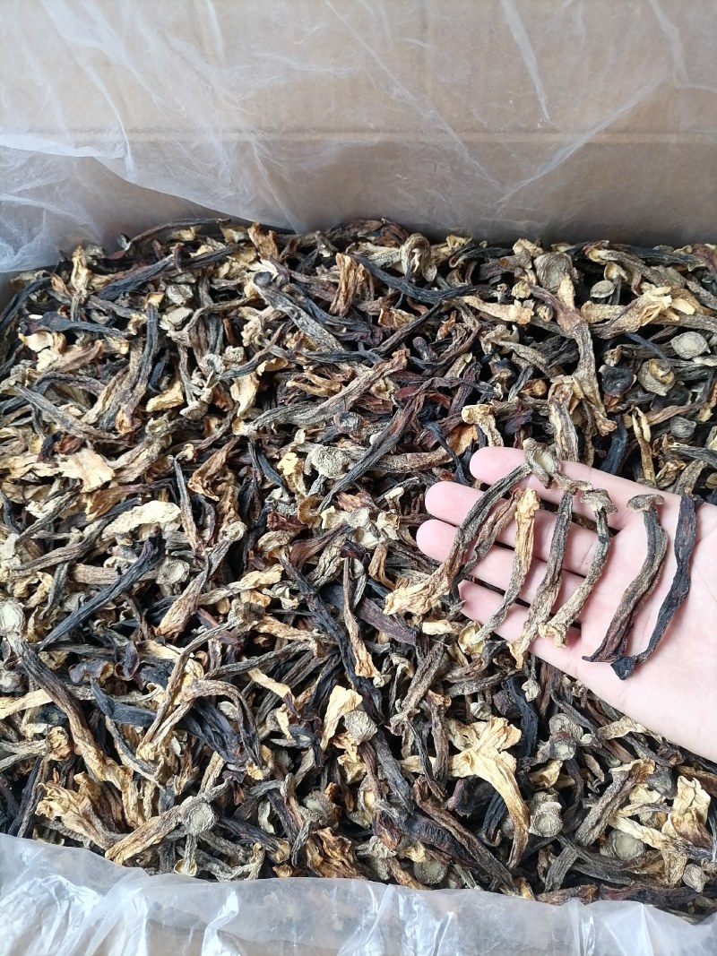 低价鹿茸菇，水菇，便宜鹿茸菇，跑色鹿茸菇，变色鹿茸菇