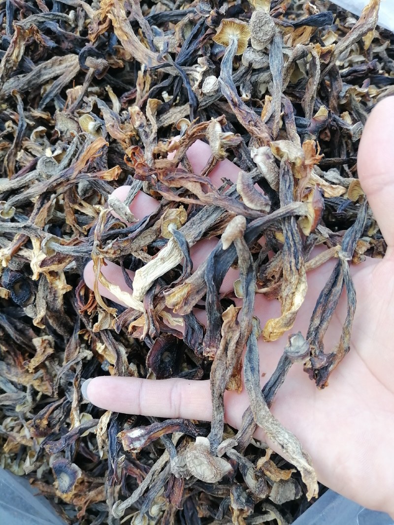 低价鹿茸菇，水菇，便宜鹿茸菇，跑色鹿茸菇，变色鹿茸菇