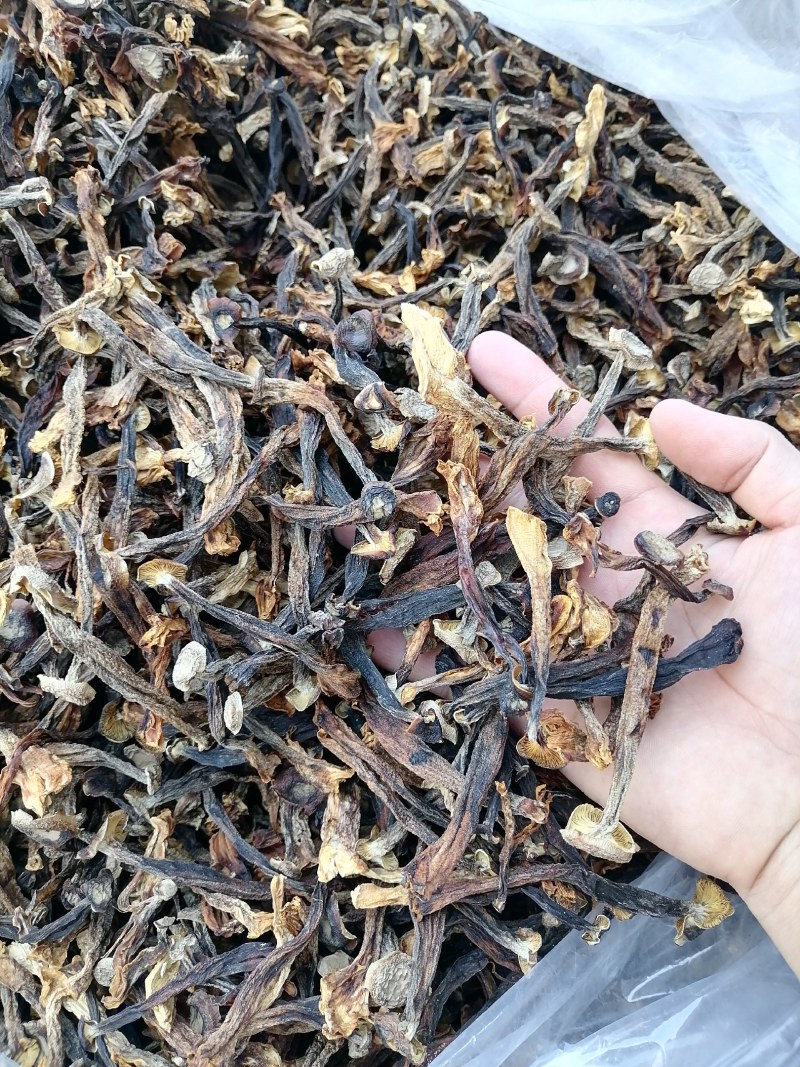 低价鹿茸菇，水菇，便宜鹿茸菇，跑色鹿茸菇，变色鹿茸菇