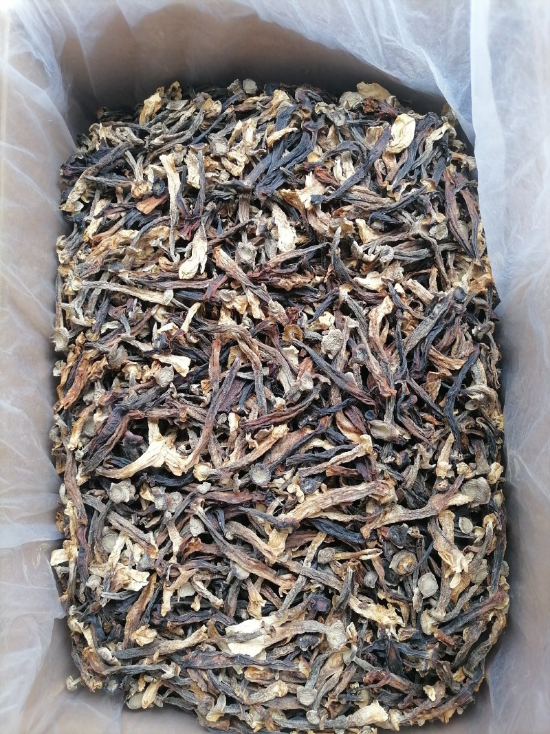 低价鹿茸菇，水菇，便宜鹿茸菇，跑色鹿茸菇，变色鹿茸菇