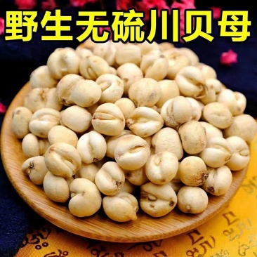 川贝母中药材500g克四川平贝母